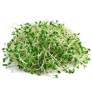 Alfalfa sprouts - 1 punnet